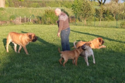 Continental Bulldogs Seeblickbulls Bilderalbum Busuch aus Holland