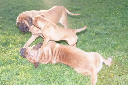 Continental Bulldogs Seeblickbulls Bilderalbum Busuch aus Holland