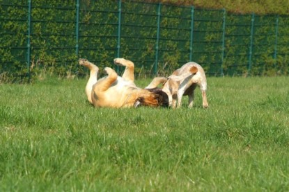 sbb Mastiff Don Theo und OEB Abby toben auf der Wiese 2