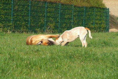 sbb Mastiff Don Theo und OEB Abby toben auf der Wiese 2