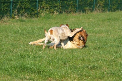 sbb Mastiff Don Theo und OEB Abby toben auf der Wiese 2