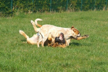 sbb Mastiff Don Theo und OEB Abby toben auf der Wiese 2