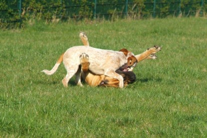 sbb Mastiff Don Theo und OEB Abby toben auf der Wiese 2