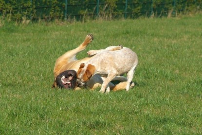 sbb Mastiff Don Theo und OEB Abby toben auf der Wiese 2