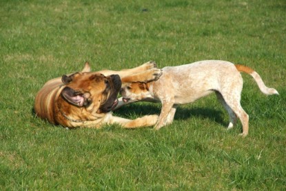 sbb Mastiff Don Theo und OEB Abby toben auf der Wiese 2