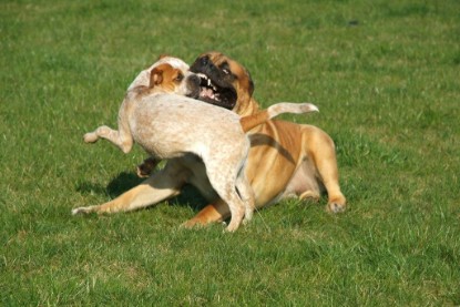 sbb Mastiff Don Theo und OEB Abby toben auf der Wiese 2