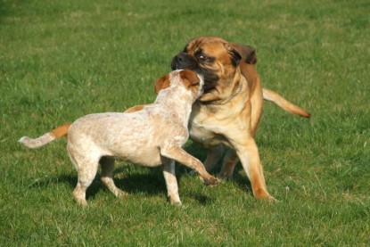 sbb Mastiff Don Theo und OEB Abby toben auf der Wiese 2