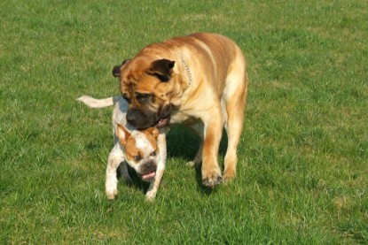 sbb Mastiff Don Theo und OEB Abby toben auf der Wiese 2