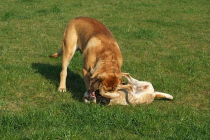 sbb Mastiff Don Theo und OEB Abby toben auf der Wiese 2