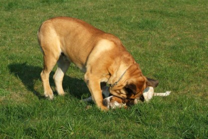 sbb Mastiff Don Theo und OEB Abby toben auf der Wiese 2