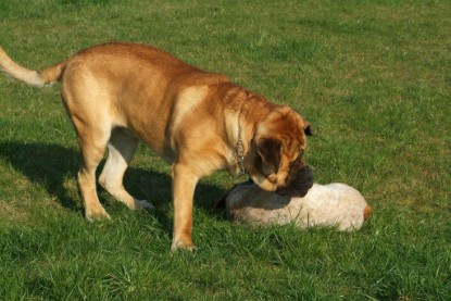 sbb Mastiff Don Theo und OEB Abby toben auf der Wiese 2