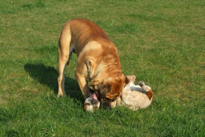 sbb Mastiff Don Theo und OEB Abby toben auf der Wiese 2