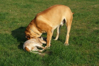 sbb Mastiff Don Theo und OEB Abby toben auf der Wiese 2