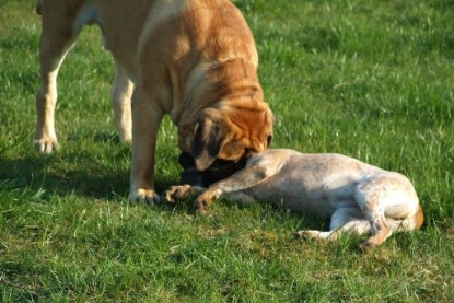 sbb Mastiff Don Theo und OEB Abby toben auf der Wiese 2