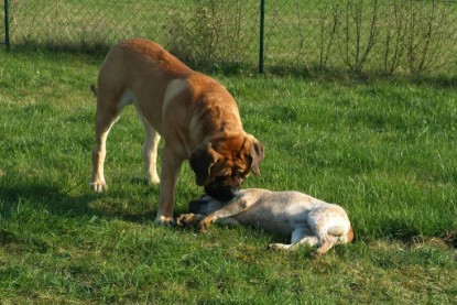 sbb Mastiff Don Theo und OEB Abby toben auf der Wiese 2