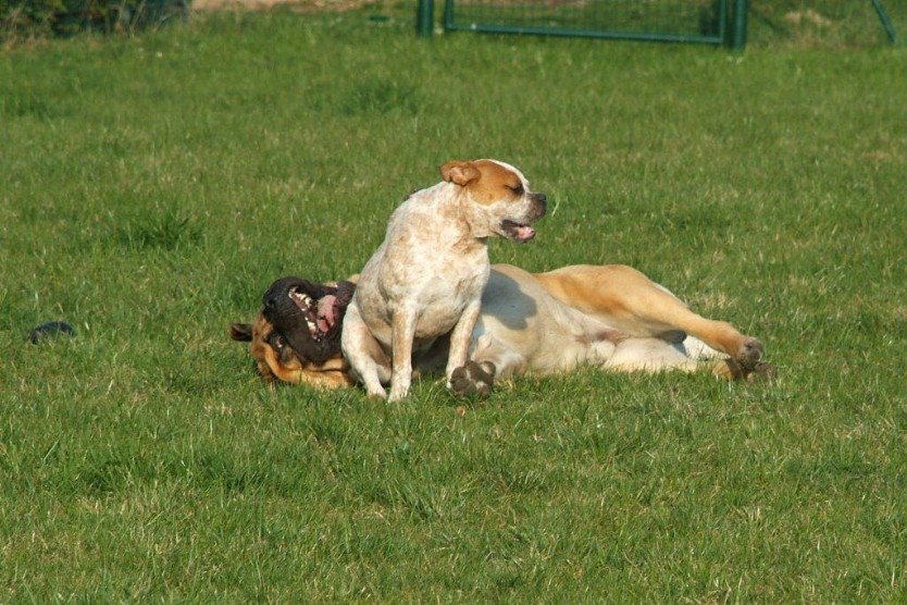 sbb Mastiff Don Theo und OEB Abby toben auf der Wiese 2