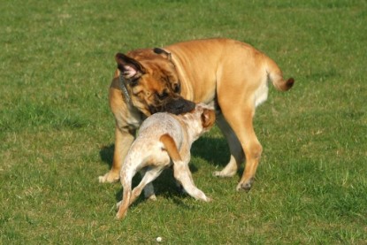 sbb Mastiff Don Theo und OEB Abby toben auf der Wiese 2