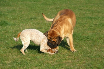 sbb Mastiff Don Theo und OEB Abby toben auf der Wiese 2