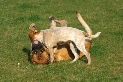 sbb Mastiff Don Theo und OEB Abby toben auf der Wiese 2