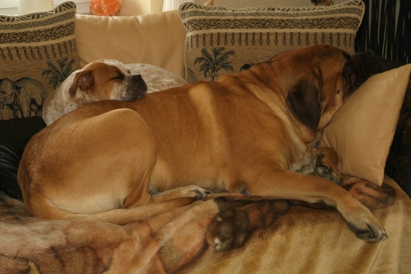 sbb Mastiff Don Theo und OEB Abby toben auf der Wiese 2