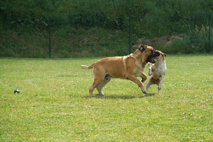 sbb Mastiff Don Theo und OEB Abby toben auf der Wiese