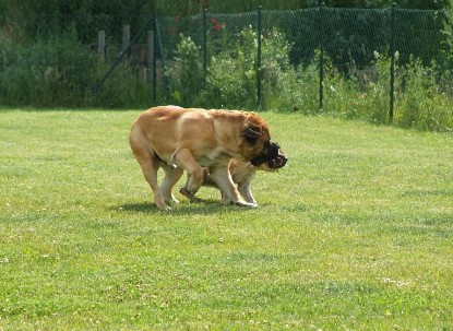 sbb Mastiff Don Theo und OEB Abby toben auf der Wiese