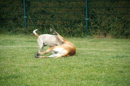 sbb Mastiff Don Theo und OEB Abby toben auf der Wiese