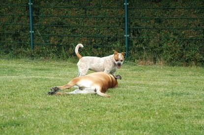 sbb Mastiff Don Theo und OEB Abby toben auf der Wiese