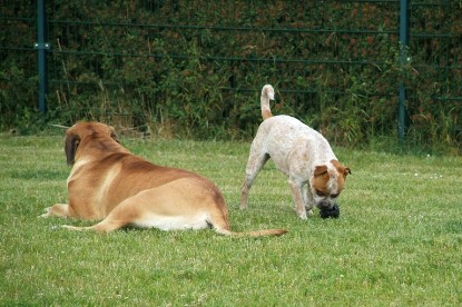 sbb Mastiff Don Theo und OEB Abby toben auf der Wiese