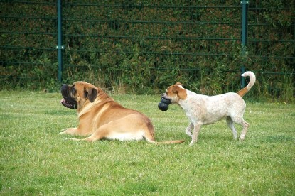 sbb Mastiff Don Theo und OEB Abby toben auf der Wiese