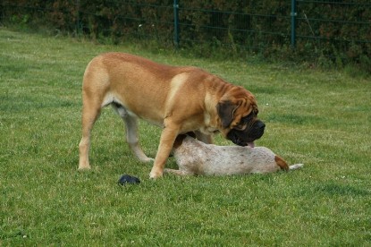 sbb Mastiff Don Theo und OEB Abby toben auf der Wiese