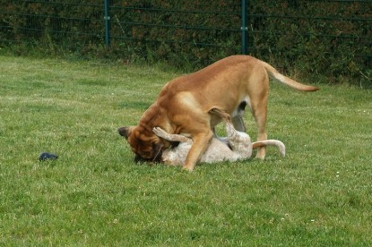 sbb Mastiff Don Theo und OEB Abby toben auf der Wiese