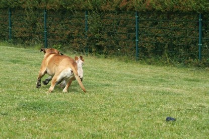 sbb Mastiff Don Theo und OEB Abby toben auf der Wiese