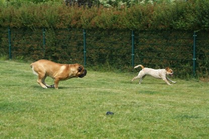 sbb Mastiff Don Theo und OEB Abby toben auf der Wiese