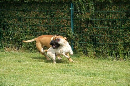 sbb Mastiff Don Theo und OEB Abby toben auf der Wiese