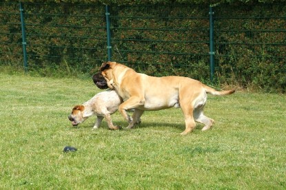 sbb Mastiff Don Theo und OEB Abby toben auf der Wiese