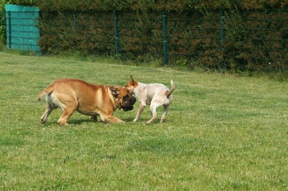 sbb Mastiff Don Theo und OEB Abby toben auf der Wiese