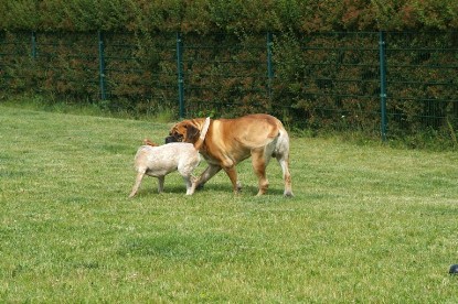 sbb Mastiff Don Theo und OEB Abby toben auf der Wiese