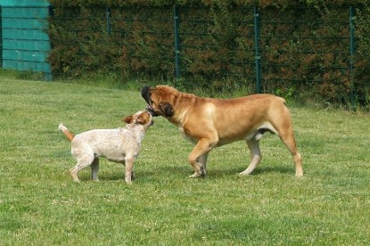 sbb Mastiff Don Theo und OEB Abby toben auf der Wiese