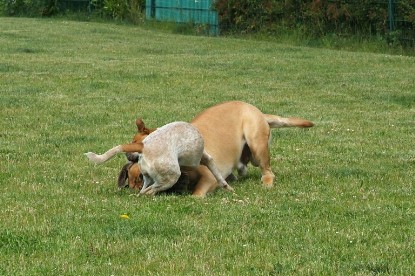 sbb Mastiff Don Theo und OEB Abby toben auf der Wiese