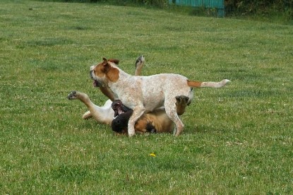 sbb Mastiff Don Theo und OEB Abby toben auf der Wiese