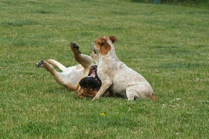 sbb Mastiff Don Theo und OEB Abby toben auf der Wiese