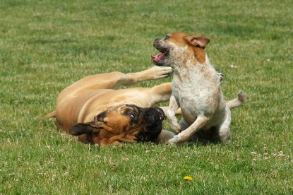 sbb Mastiff Don Theo und OEB Abby toben auf der Wiese