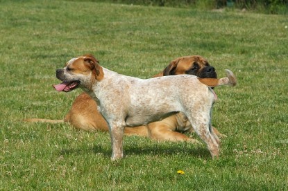 sbb Mastiff Don Theo und OEB Abby toben auf der Wiese