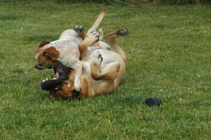 sbb Mastiff Don Theo und OEB Abby toben auf der Wiese