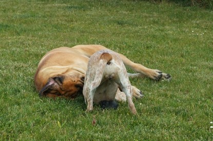 sbb Mastiff Don Theo und OEB Abby toben auf der Wiese