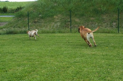 sbb Mastiff Don Theo und OEB Abby toben auf der Wiese