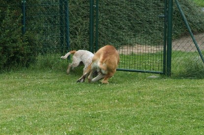 sbb Mastiff Don Theo und OEB Abby toben auf der Wiese