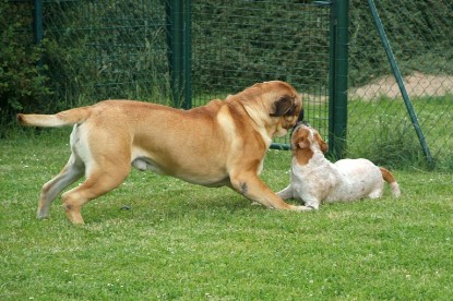 sbb Mastiff Don Theo und OEB Abby toben auf der Wiese