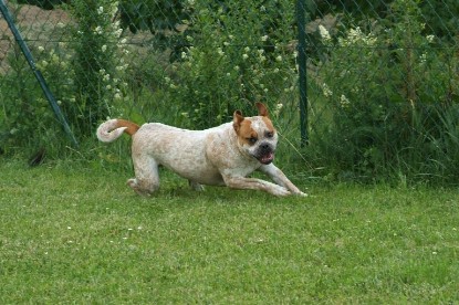 sbb Mastiff Don Theo und OEB Abby toben auf der Wiese